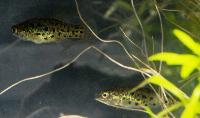 Aphanius anatoliae transgrediens