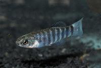 Aphanius anatoliae transgrediens