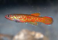 Aphyosemion exigoideum, Mandilou