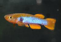 Aphyosemion ocellatum
