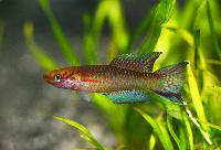 Aphyosemion riggenbachi