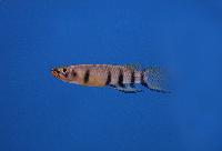 Epiplatys dageti