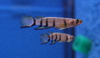 Epiplatys dageti