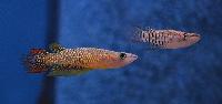 Epiplatys sexfasciatus