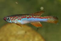 Fundulopanchax avichang, Nguba