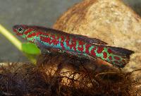 Fundulopanchax puerzli
