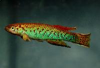 Scriptaphyosemion guignardi, Mamou