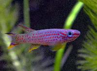 Aphyosemion gabunense