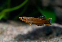Aphyosemion australe