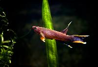 Aphyosemion australe, 'Kap Lopez'
