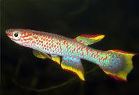 Aphyosemion marginatum