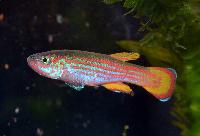Aphyosemion primigenium