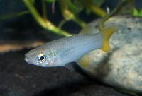 Aplocheilichthys spilauchen, 'ADA, GH 2006