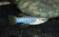 Aplocheilichthys spilauchen, 'ADA, GH 2006