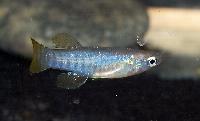 Aplocheilichthys spilauchen, 'ADA, GH 2006