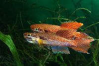 Chromaphyosemion bitaeniatum