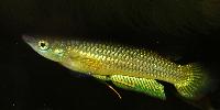 Aplocheilus lineatus "gold"