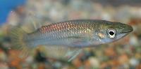 Aplocheilus lineatus "gold"