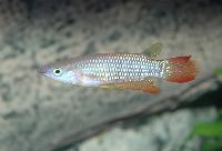 Aplocheilus lineatus
