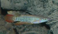 Aplocheilus lineatus
