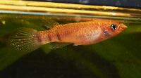 Epiplatys chaperi, Angona