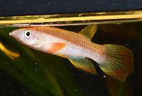 Epiplatys chaperi, Angona