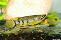 Epiplatys dageti monroviae