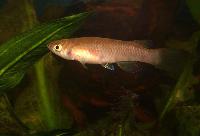 Epiplatys infrafasciatus rathkei
