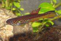Fundulopanchax amieti, C89