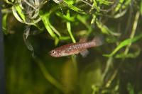 Fundulopanchax gardneri nigerianus, P82
