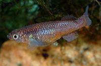 Fundulopanchax gardneri nigerianus, P82
