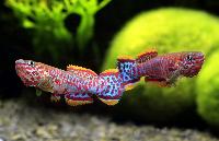 Fundulopanchax nigerianus, Misaje