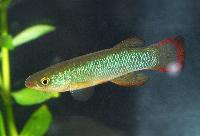 Fundulus sciadicus, Apache, Nebraska