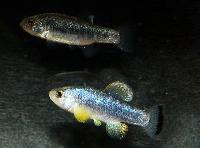 Cyprinodon atrorus