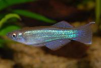 Procatopus similis