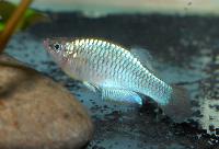 Rhexipanchax nimbaensis