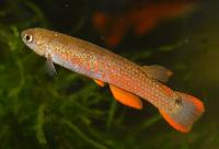 Rivulus rectocaudatus