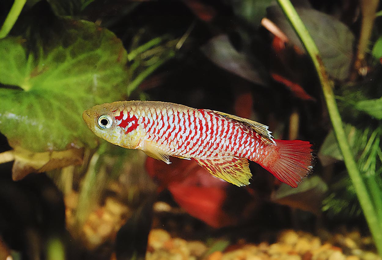 Nothobranchius guentheri