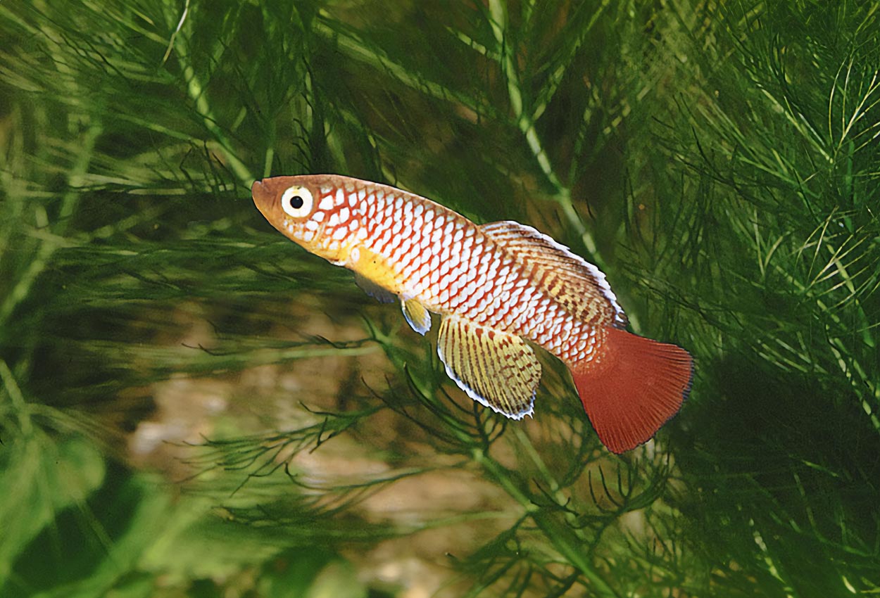 Nothobranchius palmqvisti
