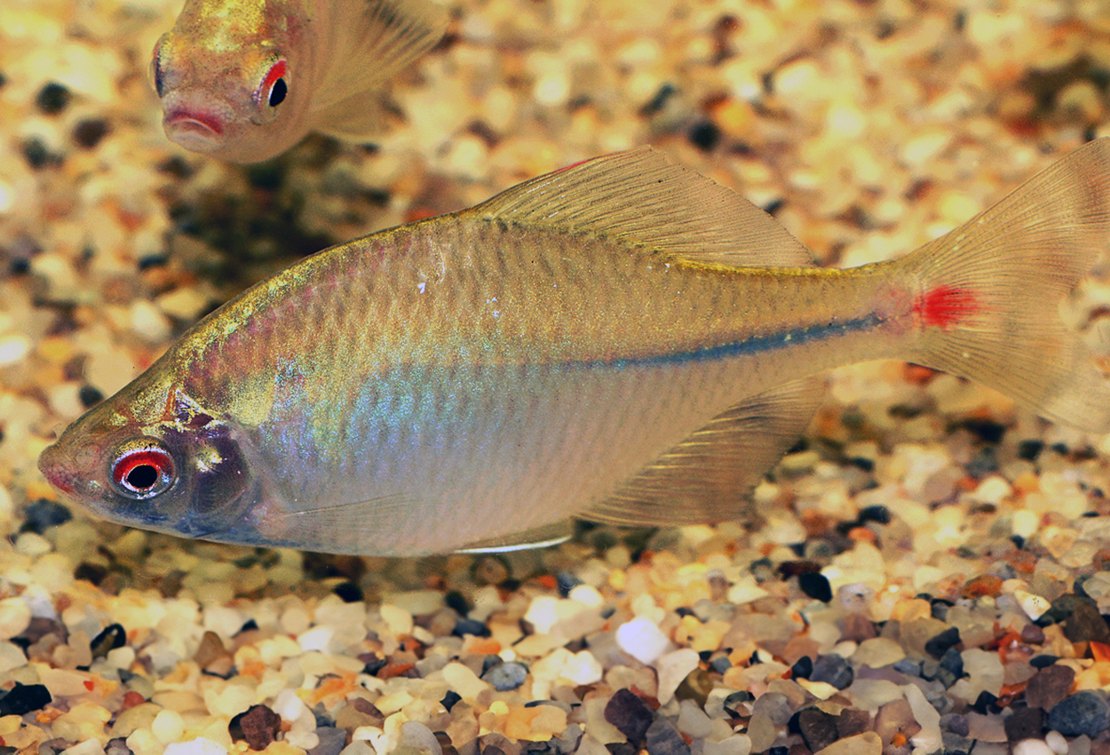 Rhodeus ocellatus