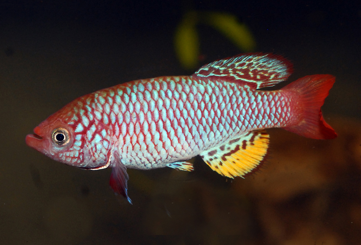 Nothobranchius nubaensis