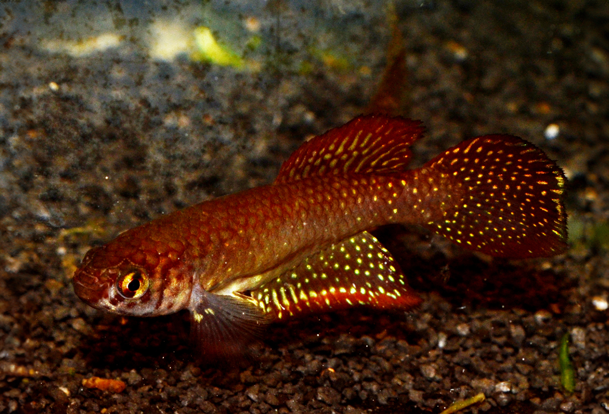 Nematolebias papiliferus, Inoa