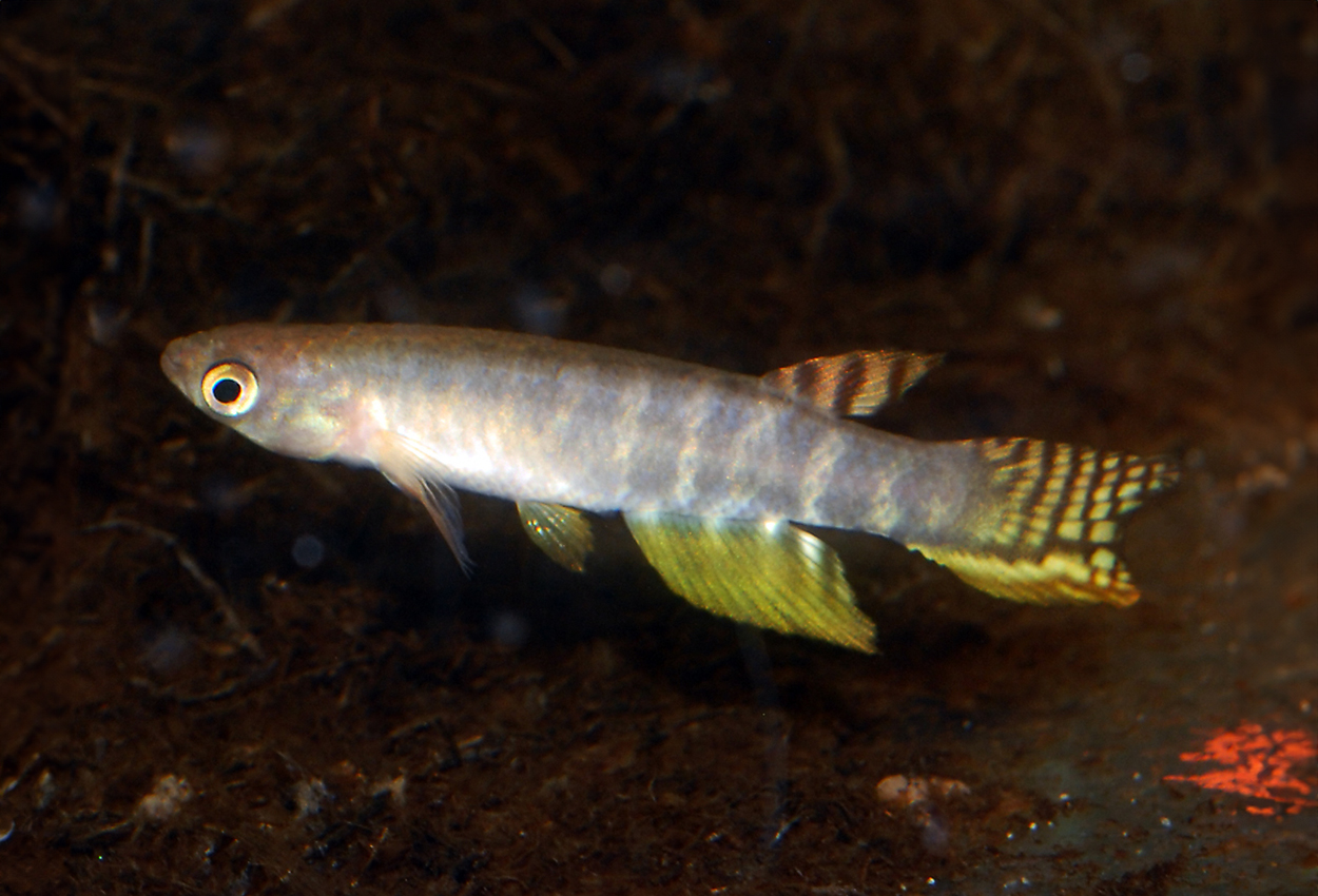 Aphyolebias peruensis, Yarina cocha