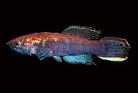 Callopanchax toddi, Masheineh