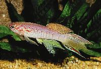 Fundulopanchax sjoestedti