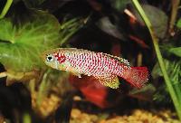 Nothobranchius guentheri