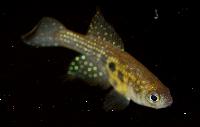 Hypsolebias auratus