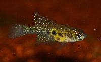Hypsolebias auratus