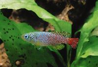 Nothobranchius foerschi