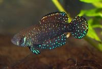 Austrolebias nigripinnis, Nancay.jpg